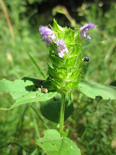 File:20130710Prunella vulgaris1.jpg