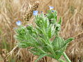 Anchusa arvensis Acker-Ochsenzunge