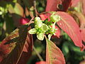 Zweite Blüte von Euonymus europaeus im Herbst