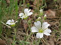 Cerastium arvense