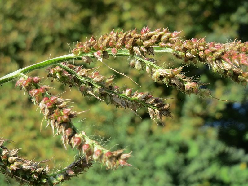 File:20160907Echinochloa crus-galli2.jpg