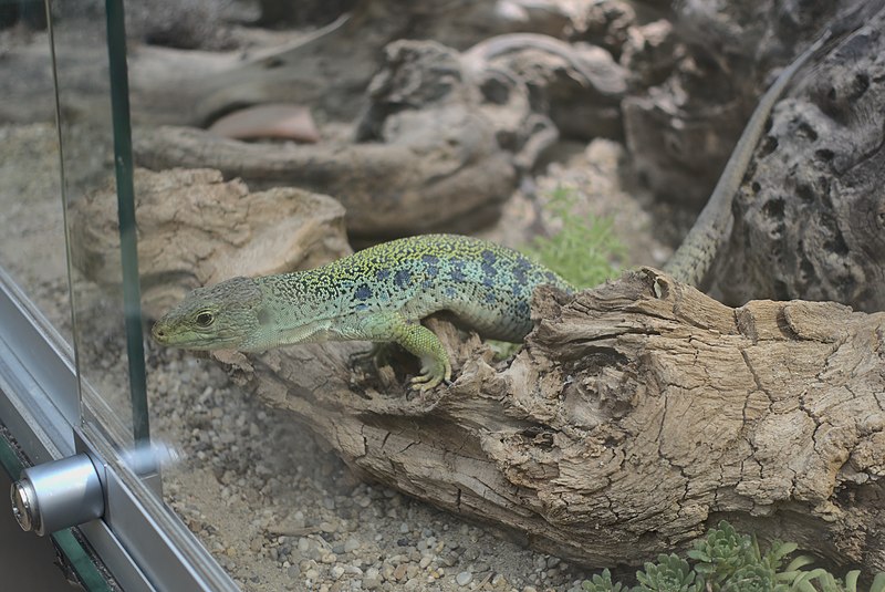 File:2017-03-30 AT Wien 22 Donaustadt, Palmenhaus Hirschstetten, Timon lepidus (51707063504).jpg