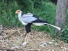 long-legged grey bird standing in large nest of sticks and grass