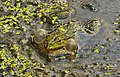 Teichfrosch - Pelophylax kl. esculentus, Männchen