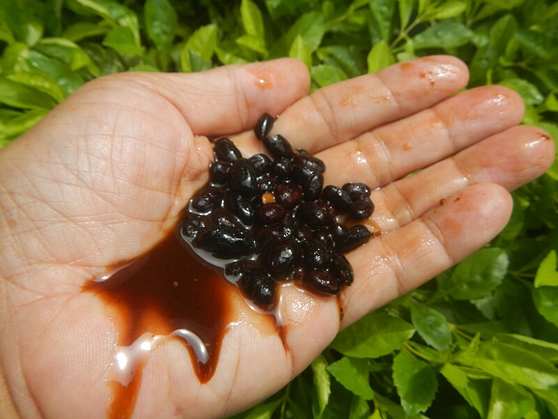 File:2022Preserved black beans Tahure 20.jpg