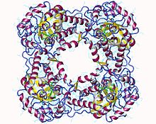 Modèle tridimensionnel de l'enzyme