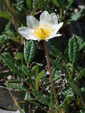 Mountain avens (Dryas octopetala) an alpine species which survives on Helvellyn