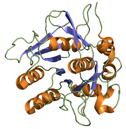 Crystal structure of nattokinase from Bacillus subtilis natto. PDB 4dww 4dwwnattokinase.png