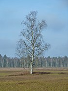 Solitary trees in Upper Swabia