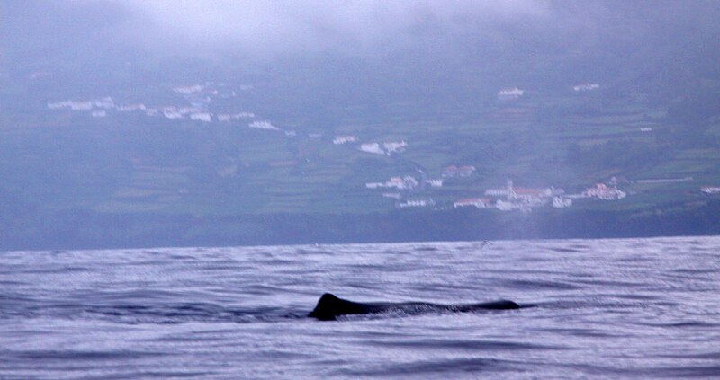 File:Açores 2010-07-21 (5117027504).jpg