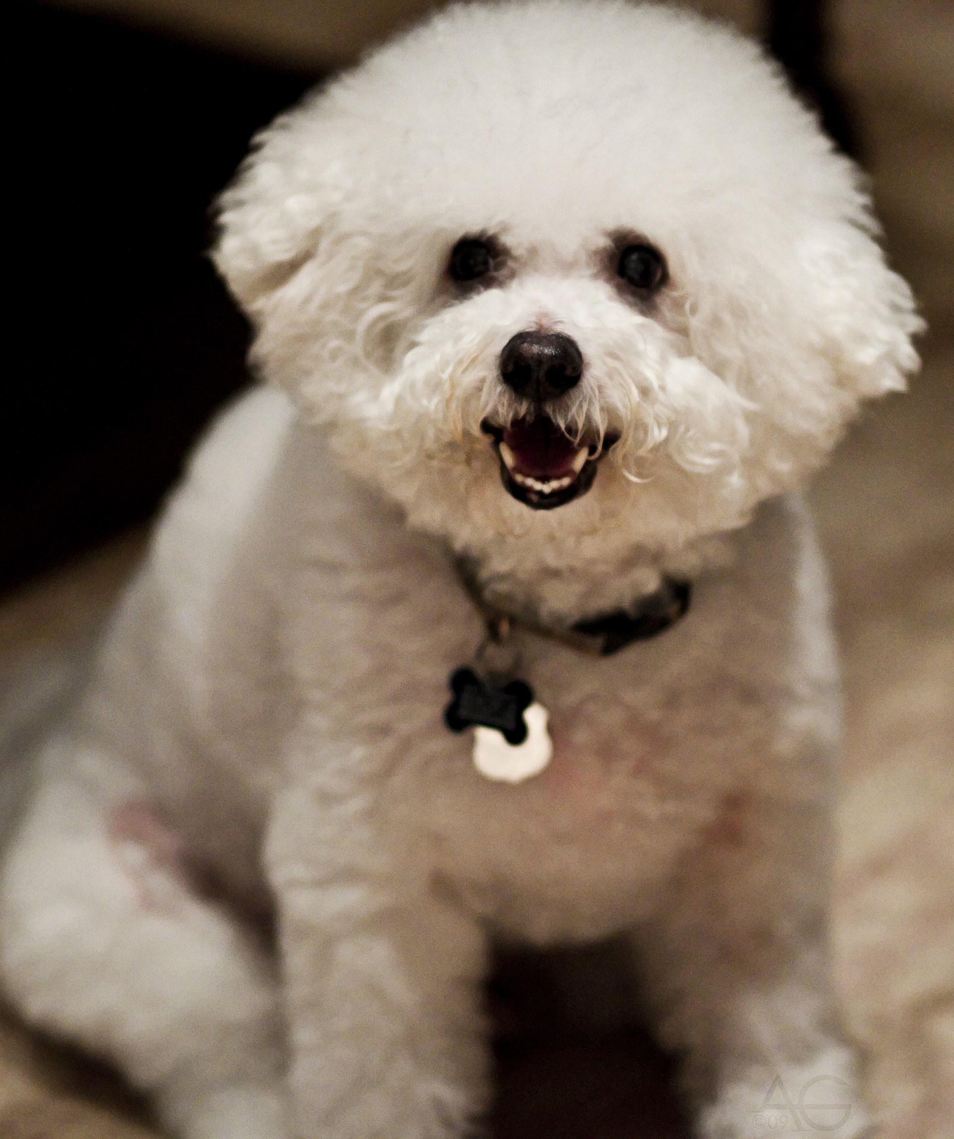 Bichon - Wikipedia