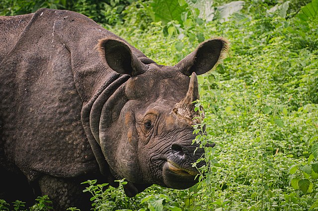 No Rhinos Poached In Assam In 2022 - The Good News Hub