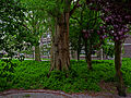 A photo of a group of trees with a retirement home on the background, in Amsterdam city; high resolution image by FotoDutch in June 2013.jpg