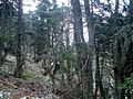 Pinsapar de la Yedra, Sierra de las Nieves, Andalucia, España