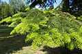 Foliage, Rogów Arboretum, Poland