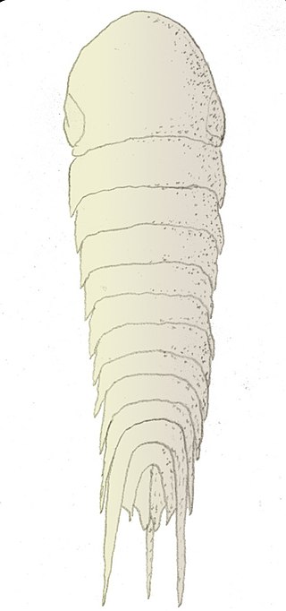 <i>Acanthomeridion</i> Extinct genus of Cambrian Arthropod