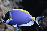 Acanthurus leucosternon (6337839630) .jpg