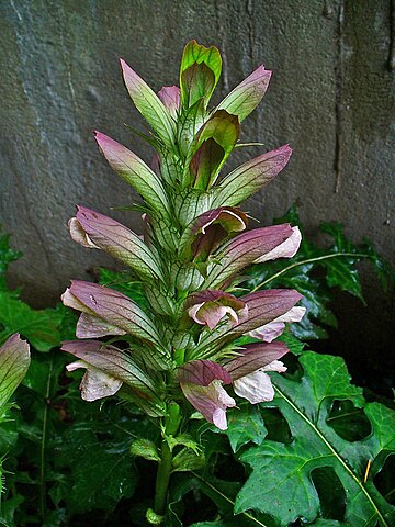 Inflorescence