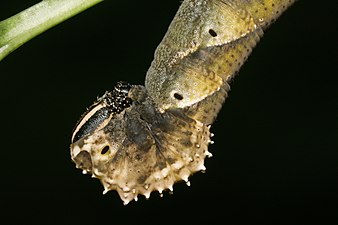 Death's-head hawkmoth larva