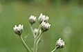 Achillea ptarmica