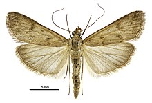 Achyra affinitalis male.jpg