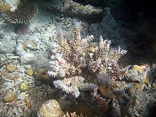<i>Acropora echinata</i> Species of coral