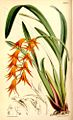 Brassia aurantiaca (as syn. Ada aurantiaca) plate 5435 in: Curtis's Bot. Magazine (Orchidaceae), vol. 90, (1864)