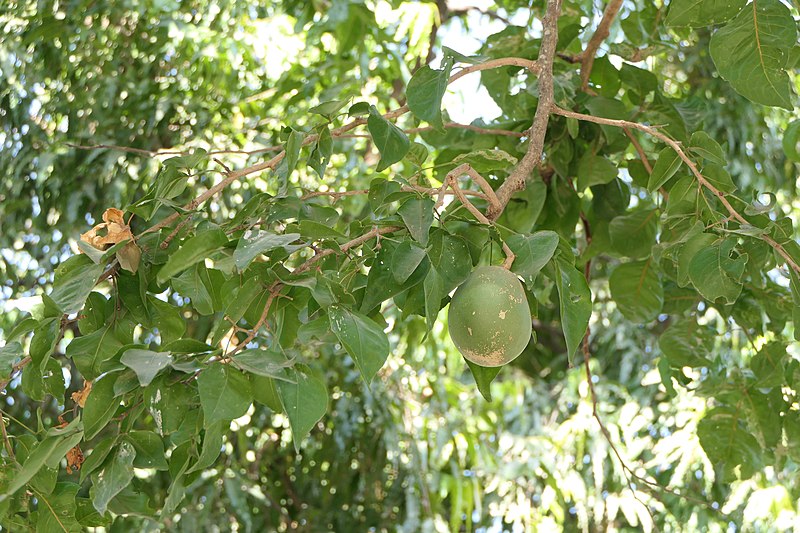 File:Aegle marmelos (L.) Corrêa (52522748883).jpg