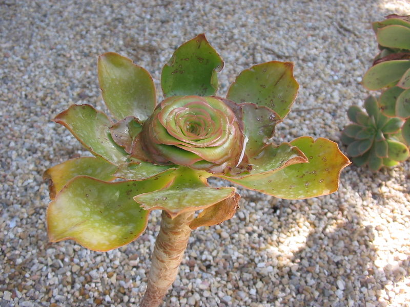 File:Aeonium undulatum.jpg