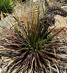 Agave ornithobroma