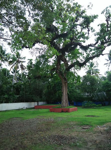 File:Age old banyan tree.jpg