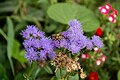 * Nomination Ageratum houstonianum with a bee. --Lystopad 10:39, 1 October 2023 (UTC) * Decline  Oppose Nothing is really in focus here. --Sebring12Hrs 18:23, 9 October 2023 (UTC)