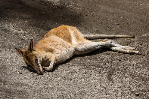 Agile wallaby