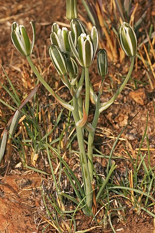 <i>Albuca setosa</i> Species of plant