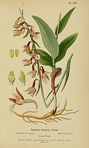 plate 14 Epipactis palustris