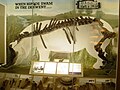 Das Flusspferd-Skelett in der naturhistorischen Sammlung