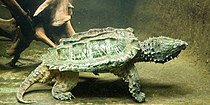Alligator snapping turtle (Macrochelys temminckii), aquarium display (2011)