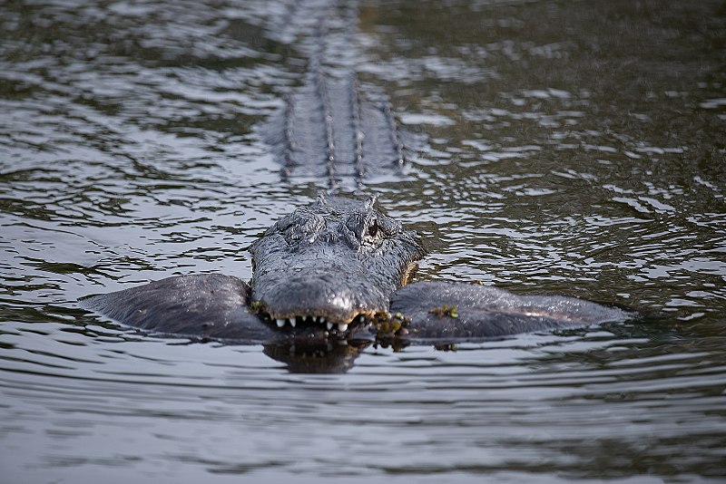 File:Alligator with otter six mile cypress slough (16164900979).jpg