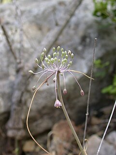 <i>Allium daninianum</i> species of plant