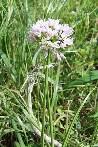 <i>Allium trifoliatum</i> Species of flowering plant