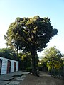 Català: Alzina. Jardins de Can Sentmenat. Sarrià-Sant Gervasi (Barcelona). ca:Quercus ilex. This is a a photo of a protected or outstanding tree in Catalonia, Spain, with id: MA-080193/0114-05-96 Object location 41° 24′ 11.16″ N, 2° 06′ 49.29″ E  View all coordinates using: OpenStreetMap