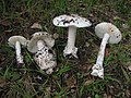 Amanita ocreata mushrooms