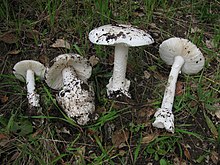 Amanita ocreata 79782.jpg 