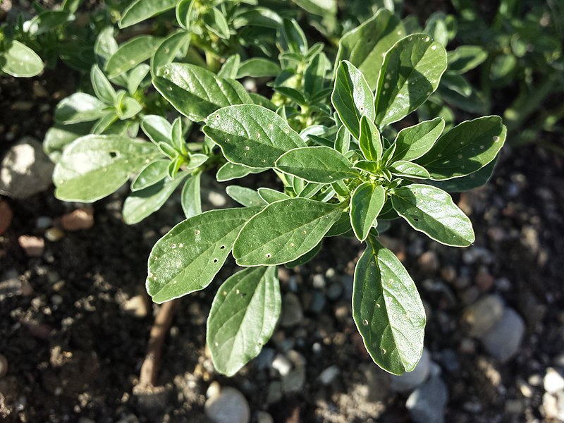 File:Amaranthus blitoides sl41.jpg