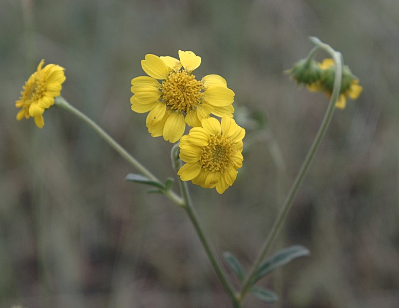 File:Amauriopsis dissecta flora.jpg