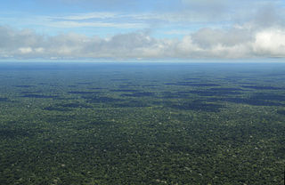 <span class="mw-page-title-main">Amazon rainforest</span> Large rainforest in South America