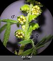 Inflorescence (detail) with male and female flower heads