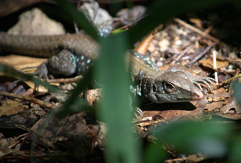 File:Ameiva fuscata at Roseau-c04.jpg