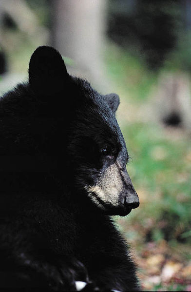 File:American Black Bear close-up.jpg