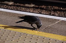 Esemplare si nutre alla stazione di Amersham